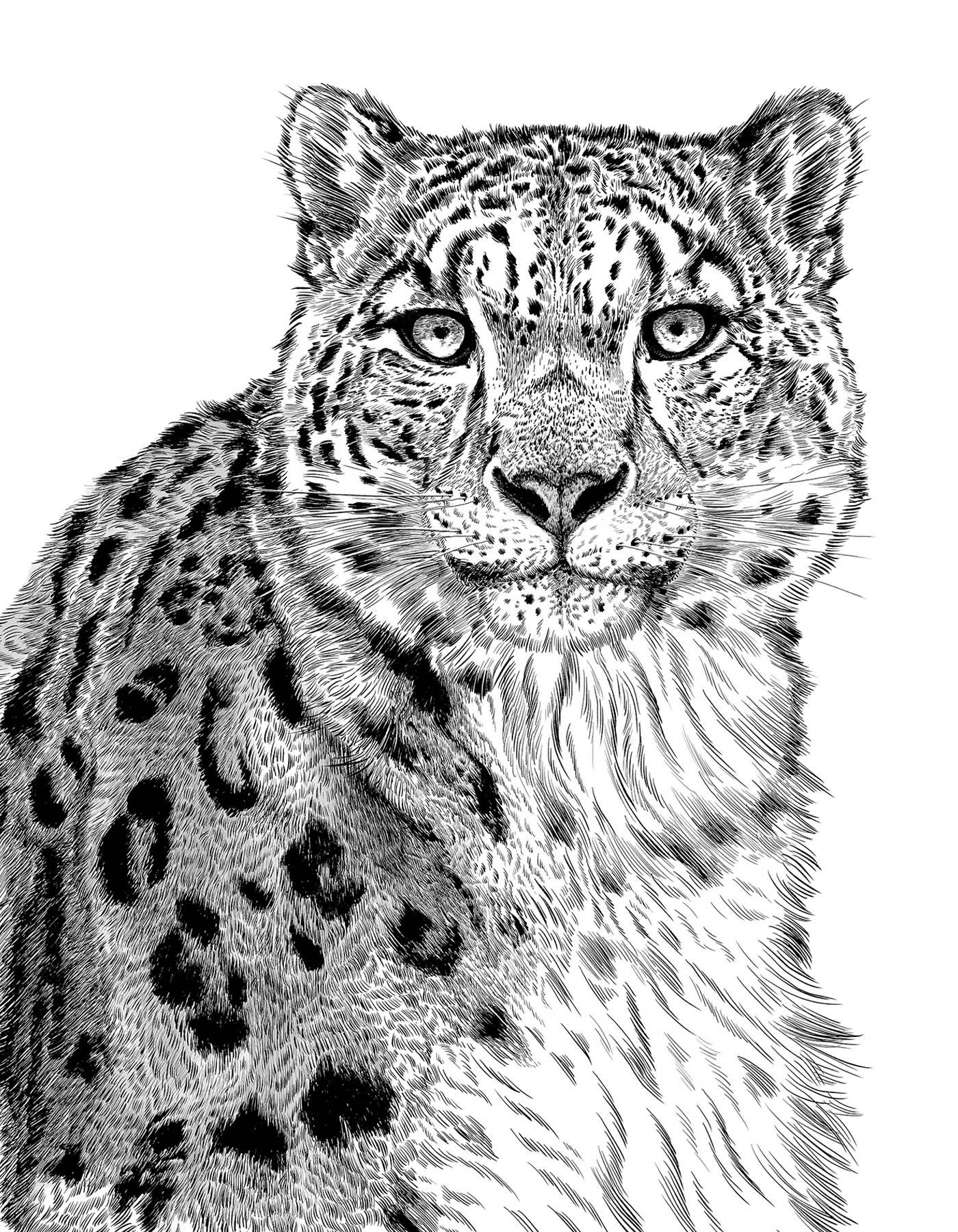 Animal illustration: A snow leopard depicted in monochrome.
