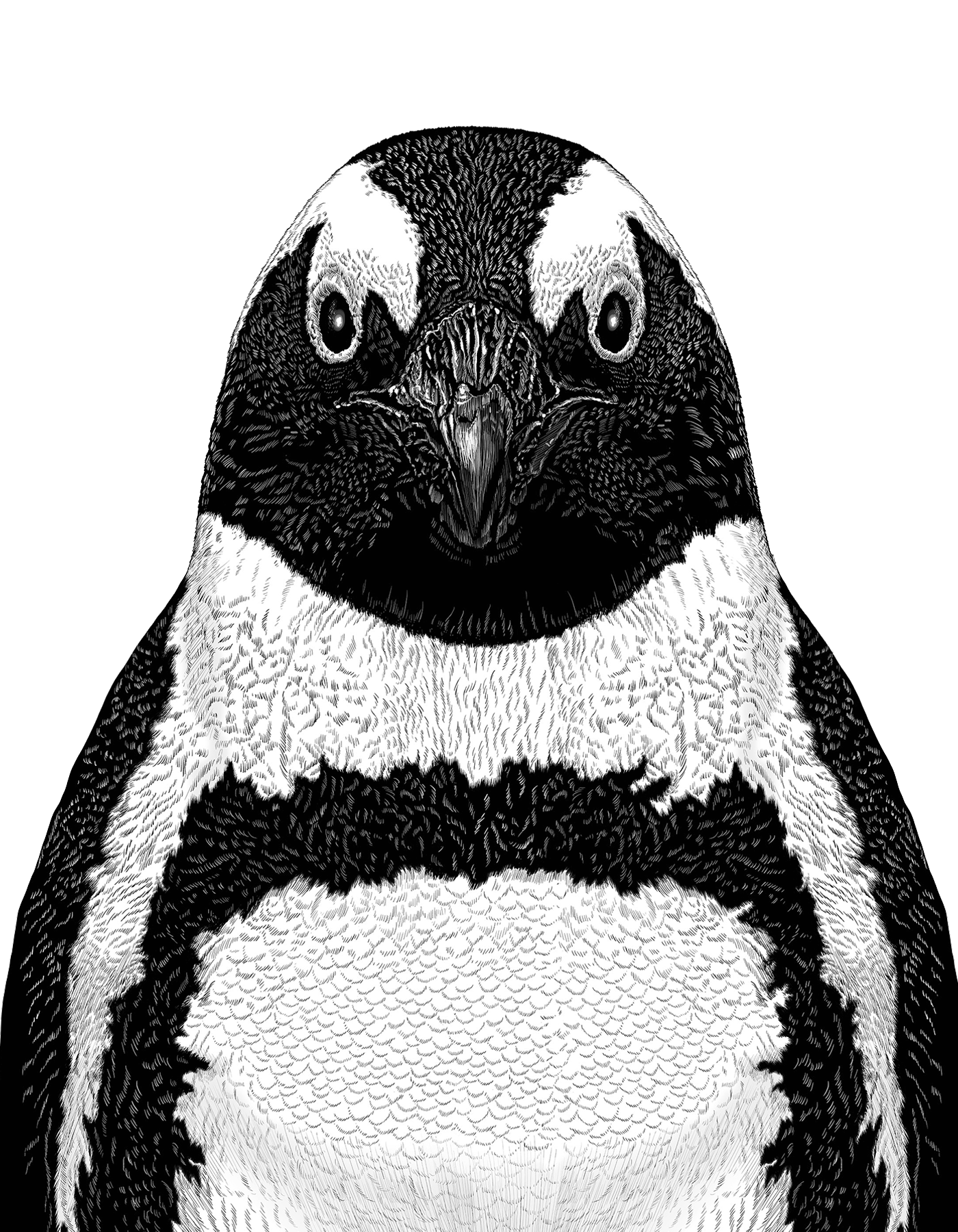 Animal illustration: An African penguin depicted in monochrome