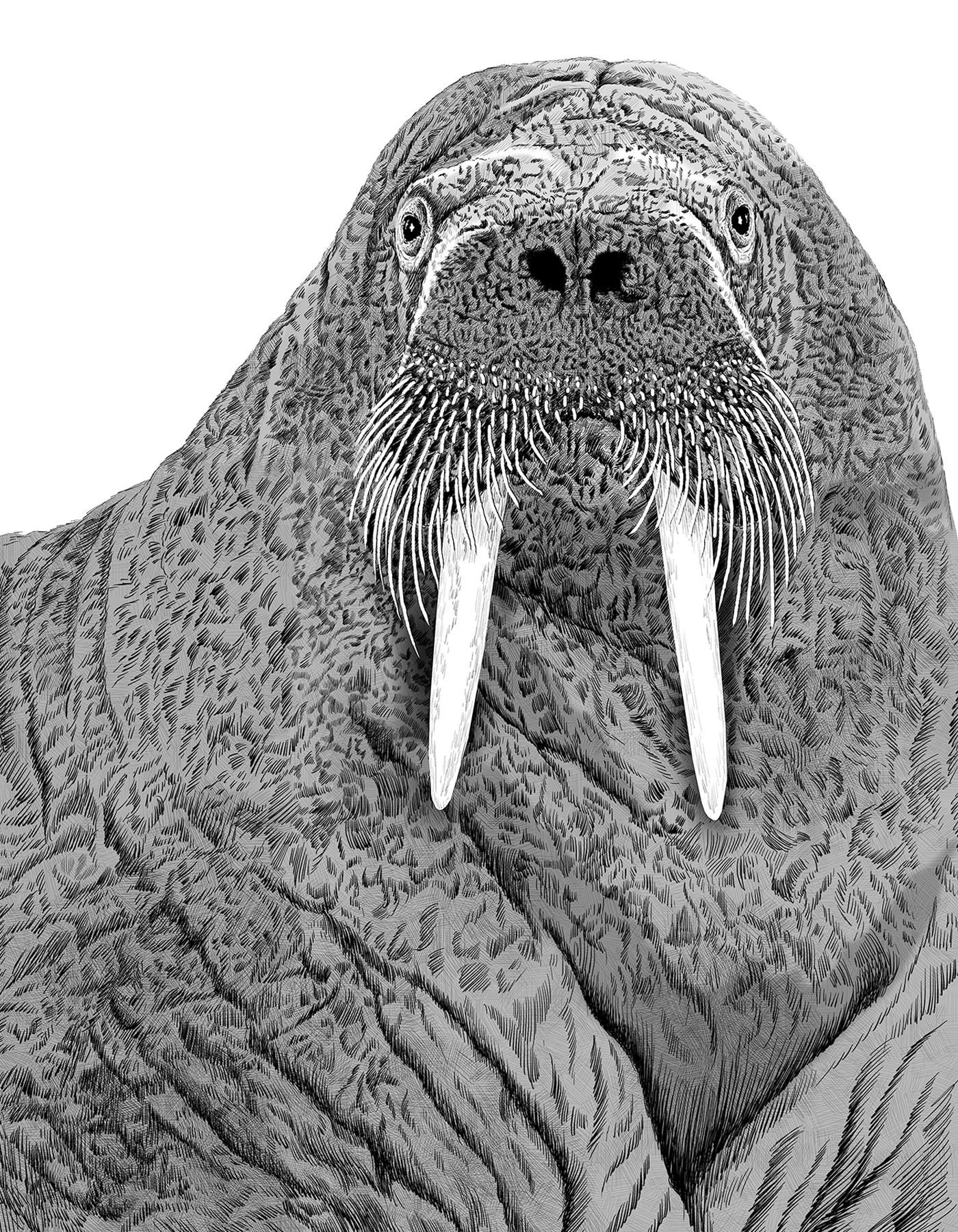 Animal illustration: A walrus depicted in monochrome.