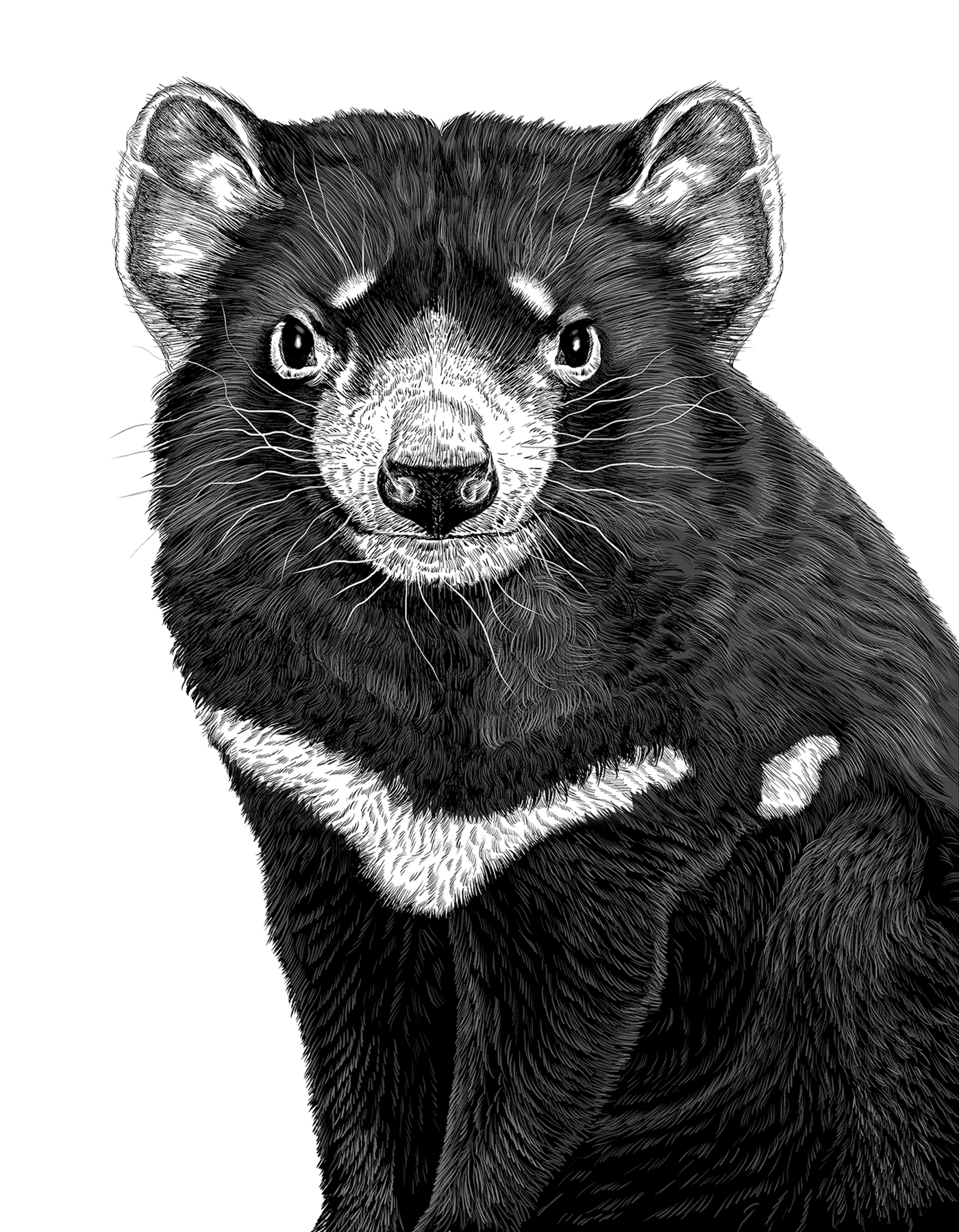 Animal illustration: A Tasmanian devil depicted in monochrome.