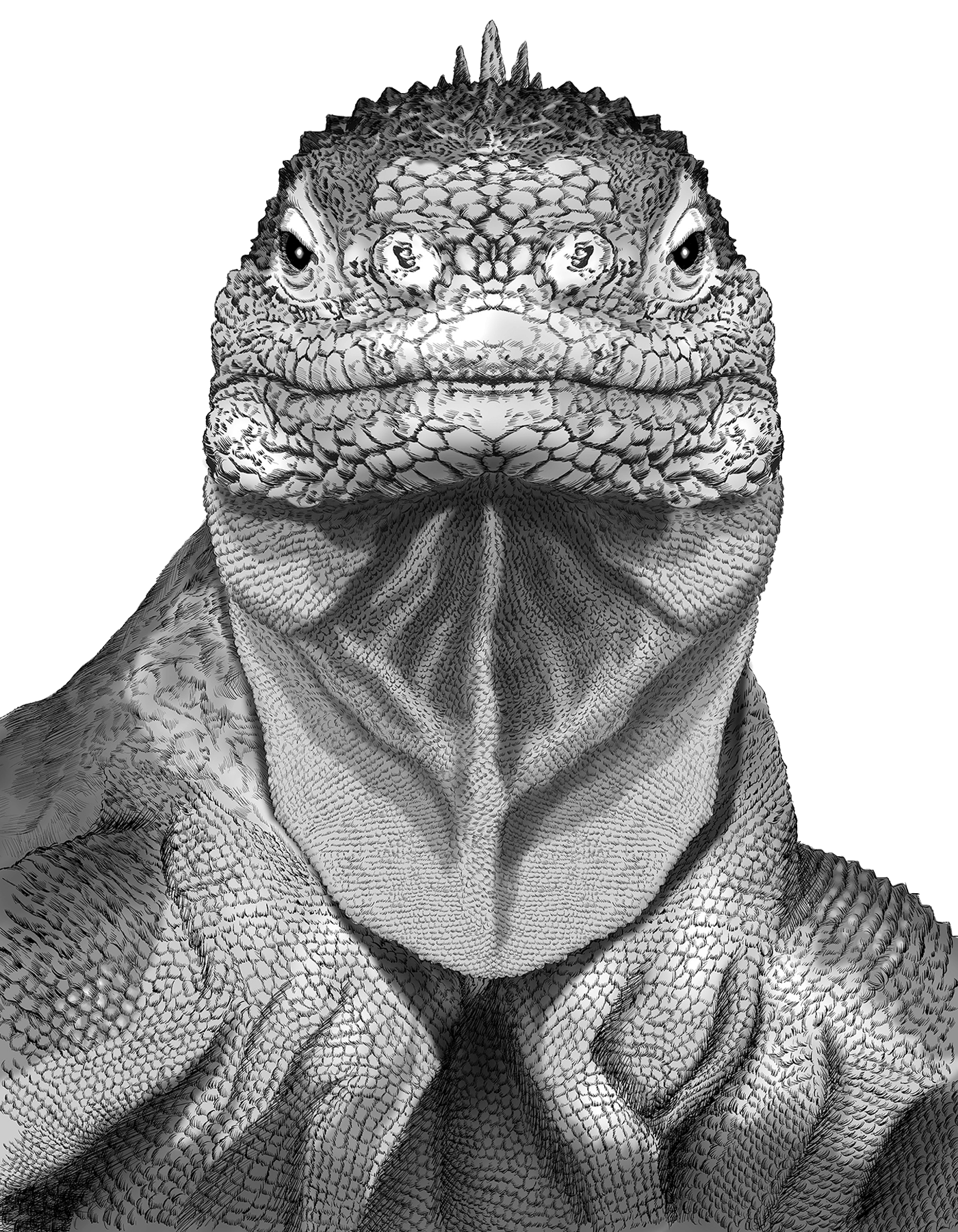 Animal illustration: A Galápagos land iguana depicted in monochrome.