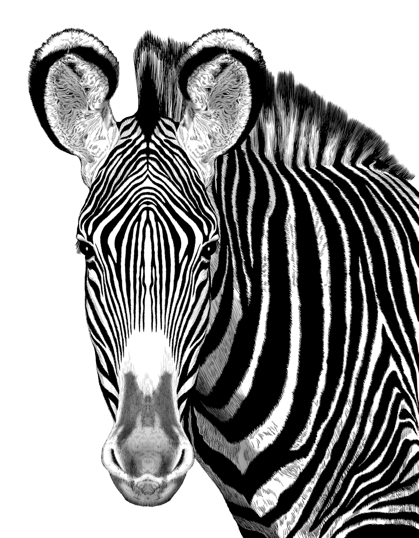 Animal illustration: A Grevy's zebra depicted in monochrome.