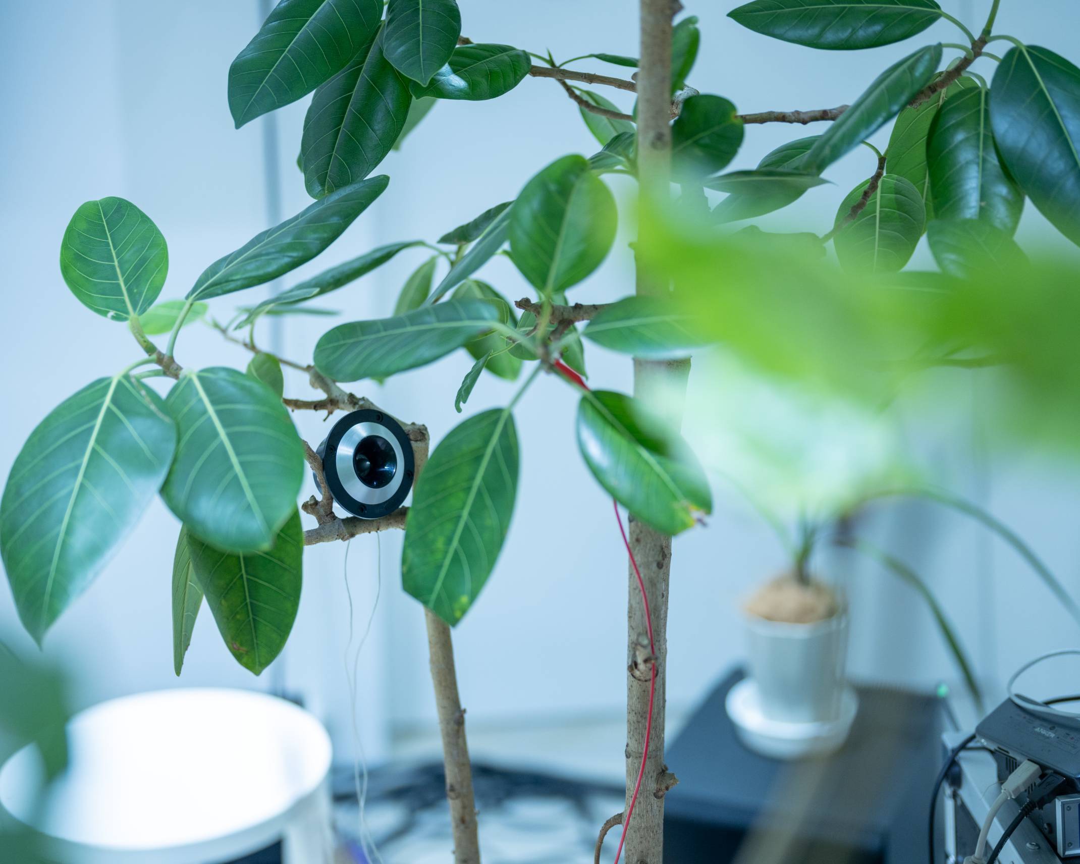 Exhibit. A plant fitted with a sensor.