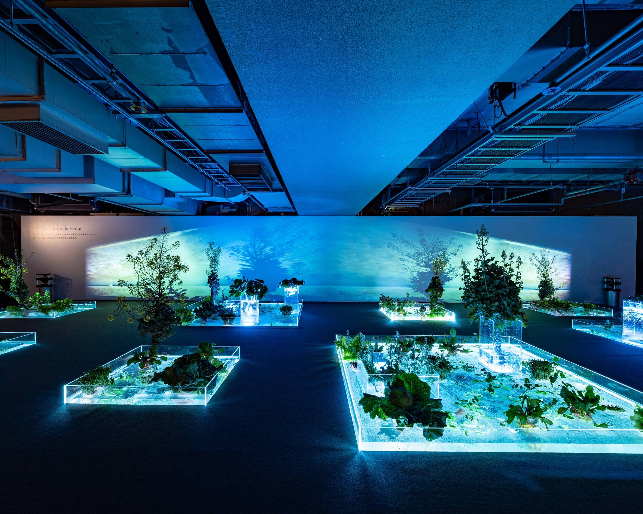 Exhibit. The lights of the aquariums on the basement floor, which are used to grow plants, give the dim space a blue hue.