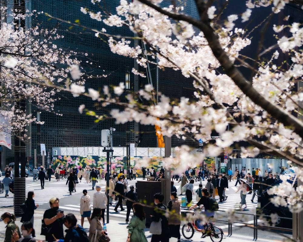 Record of the new building construction, exterior view. Cherry blossoms bloom in the foreground of the intersection for Ginza Sony Park, which is surrounded by a temporary construction fence decorated with art depicting gerbera daisies.