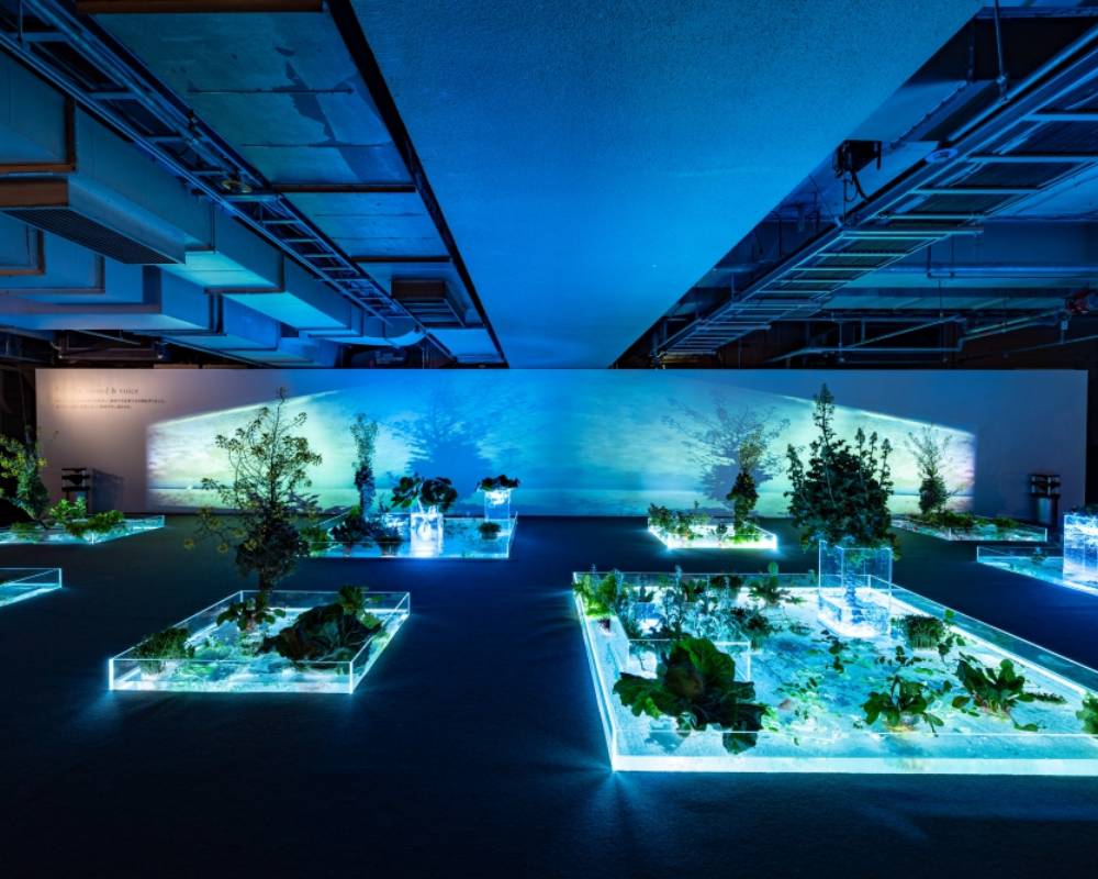 Exhibit. The lights of the aquariums on the basement floor, which are used to grow plants, give the dim space a blue hue.